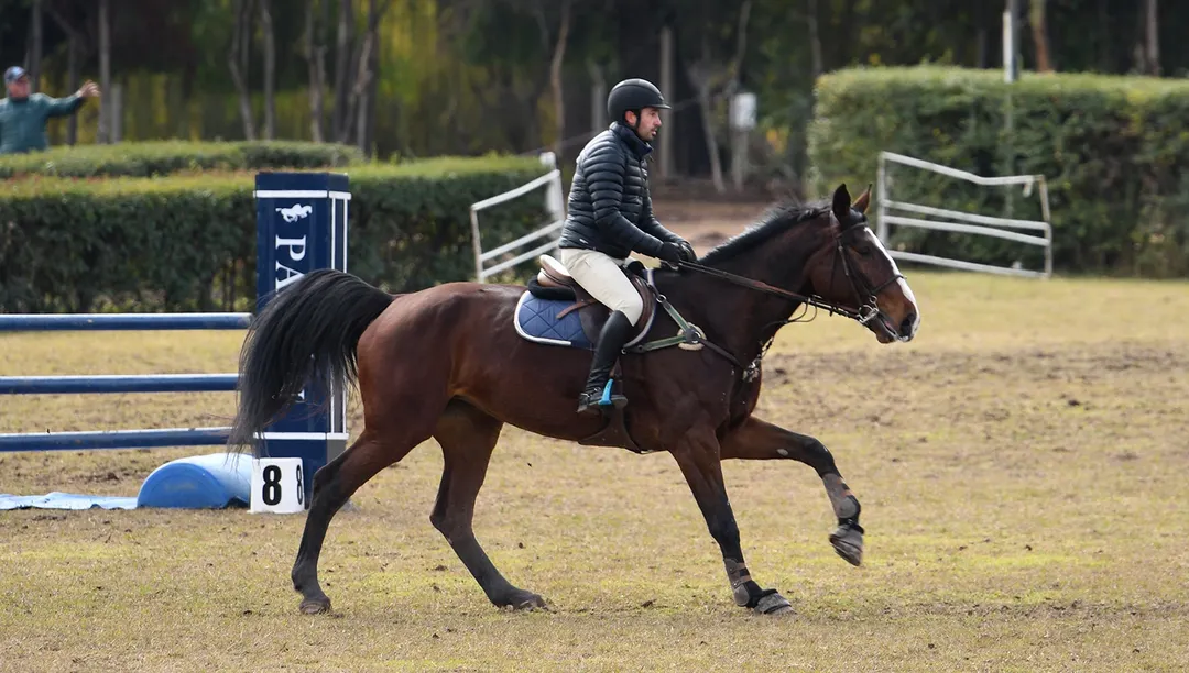 Un caballo.