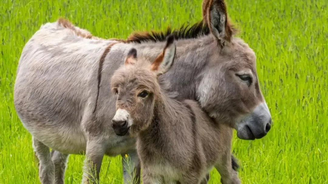 Francia: buscan trabajadores para cuidar burros, ofrecen alojamiento y 4 horas de trabajo