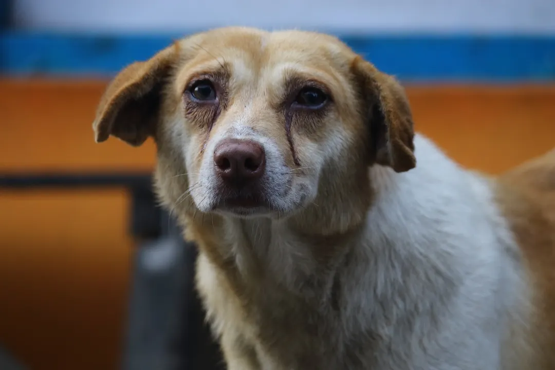 Perros