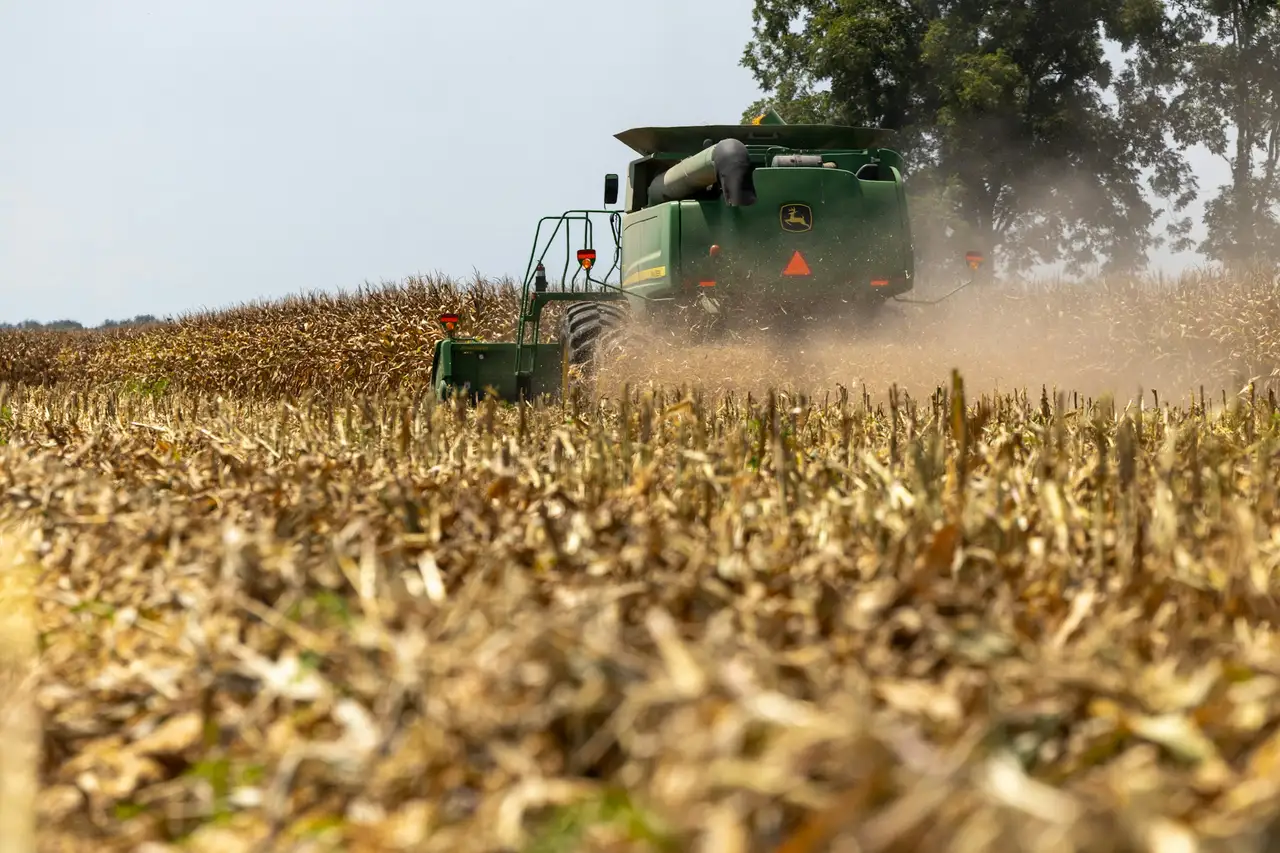 Una cosechadora moviéndose por un campo de maíz.