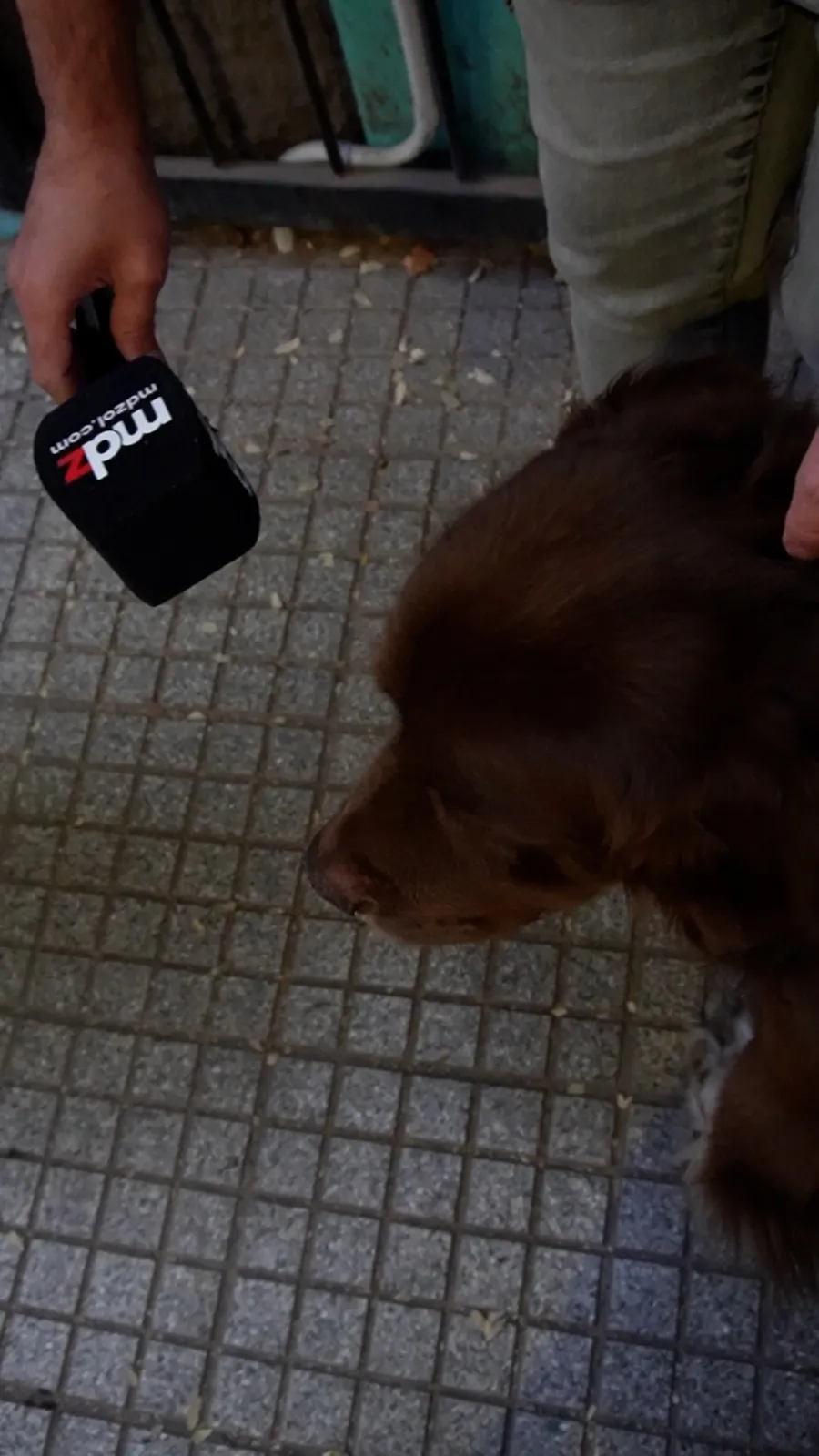 Venta o adopción, el debate por el proyecto de ley que busca regularizar los criaderos de perros.