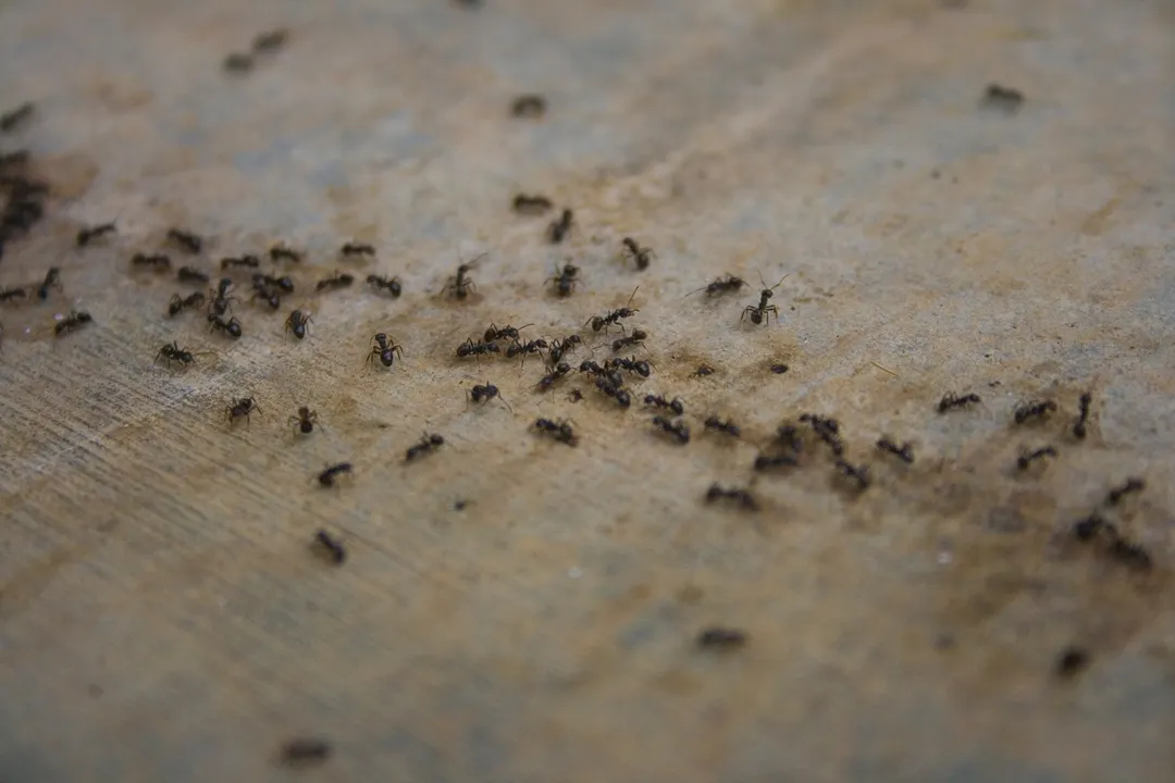 Cómo alejar a las hormigas en casa. Fuente: Shutterstock.
