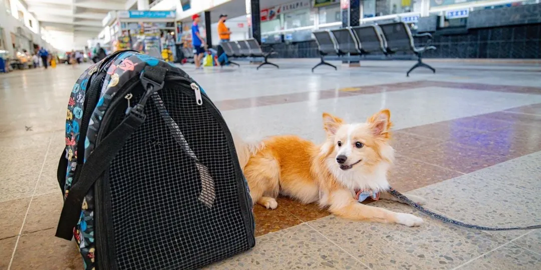 Algunas aerolíneas permiten viajar con las mascotas en la cabina de pasajeros. 