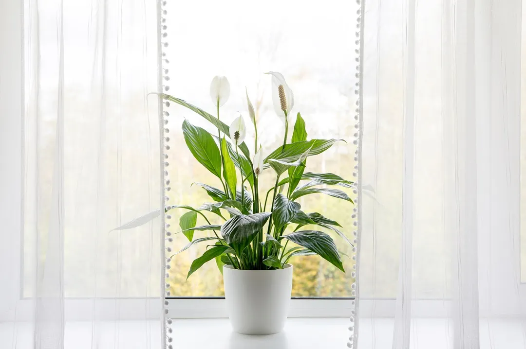 Con este truco casero podrás tener el jardín lleno de lirios Foto: SHUTTERSTOCK