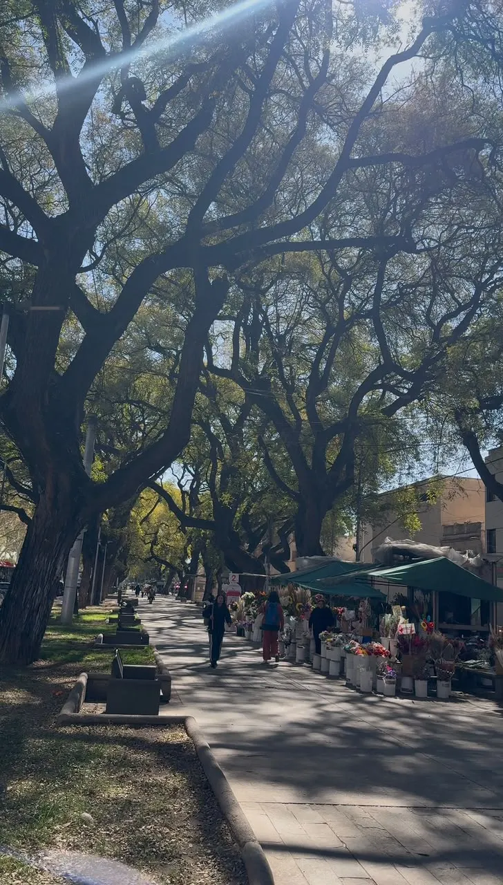 Copas gigantes de tipas arriba, y abajo los típicos puestos de flores que aportan belleza y aroma al paseo.