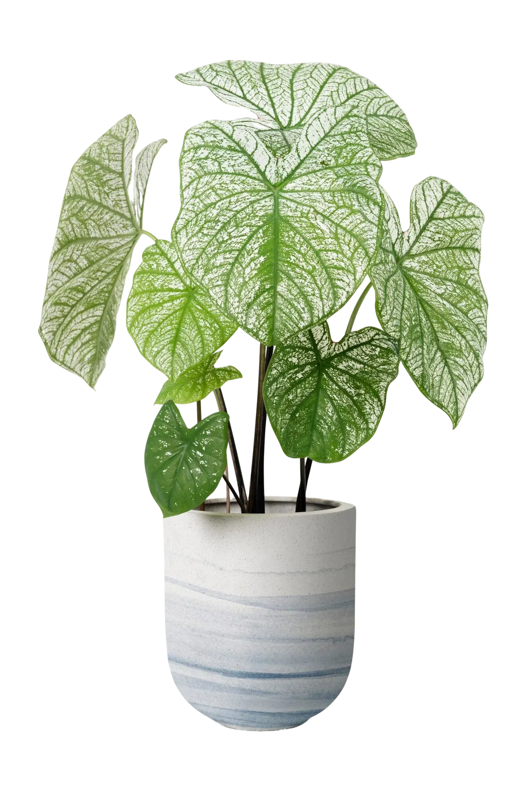 La planta que es tendencia. Fuente. Freepik.