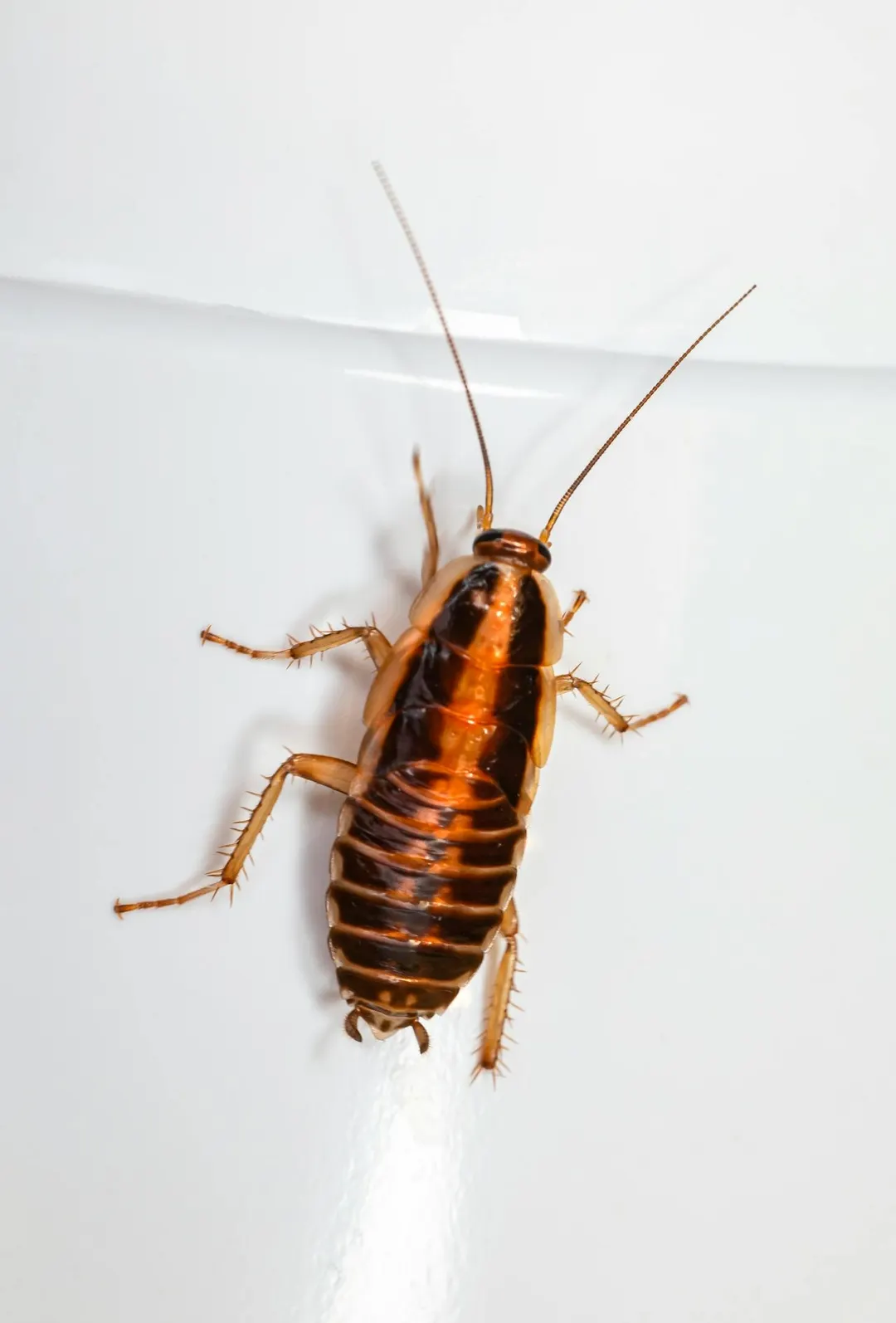 Cucarachas.