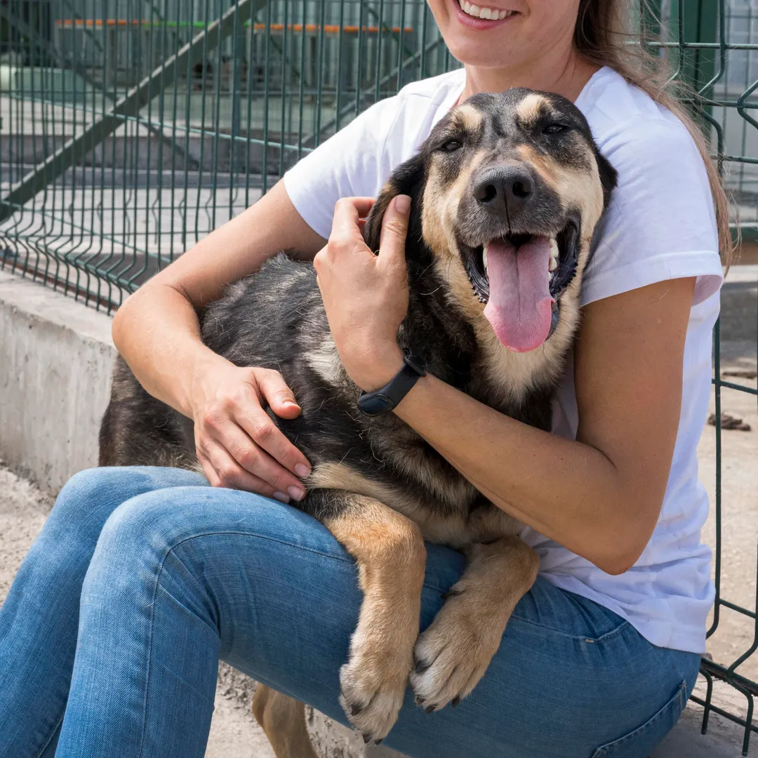 Adoptar un perro es un verdadero compromiso.