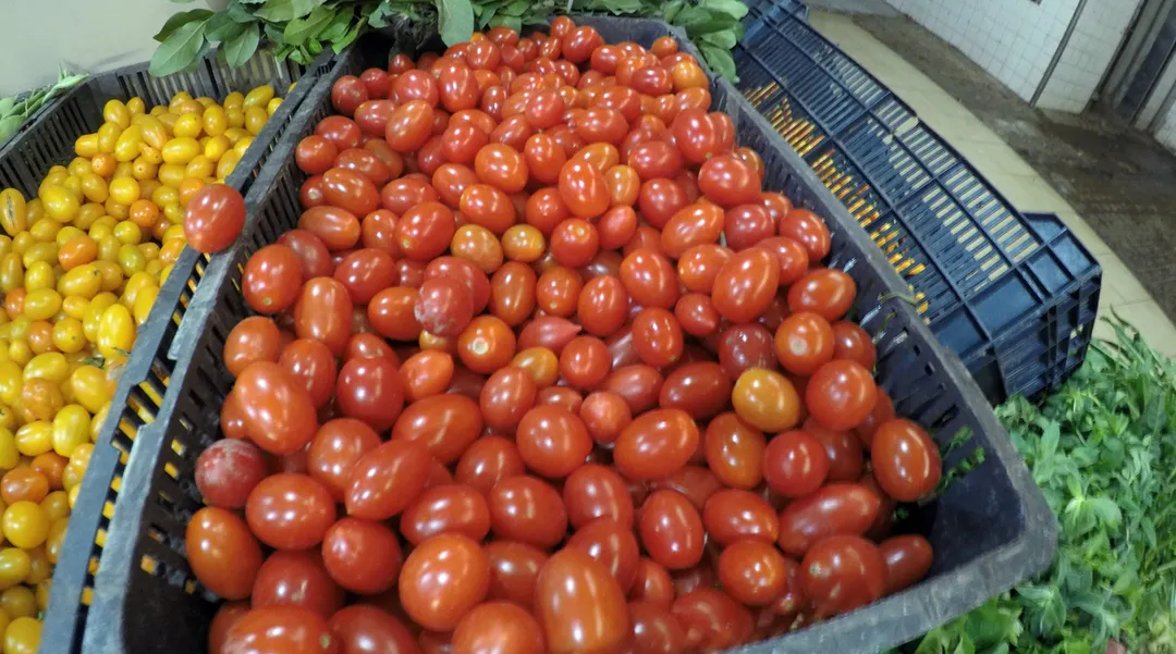 El tomate es uno de los principales cultivos hortícolas de Mendoza.