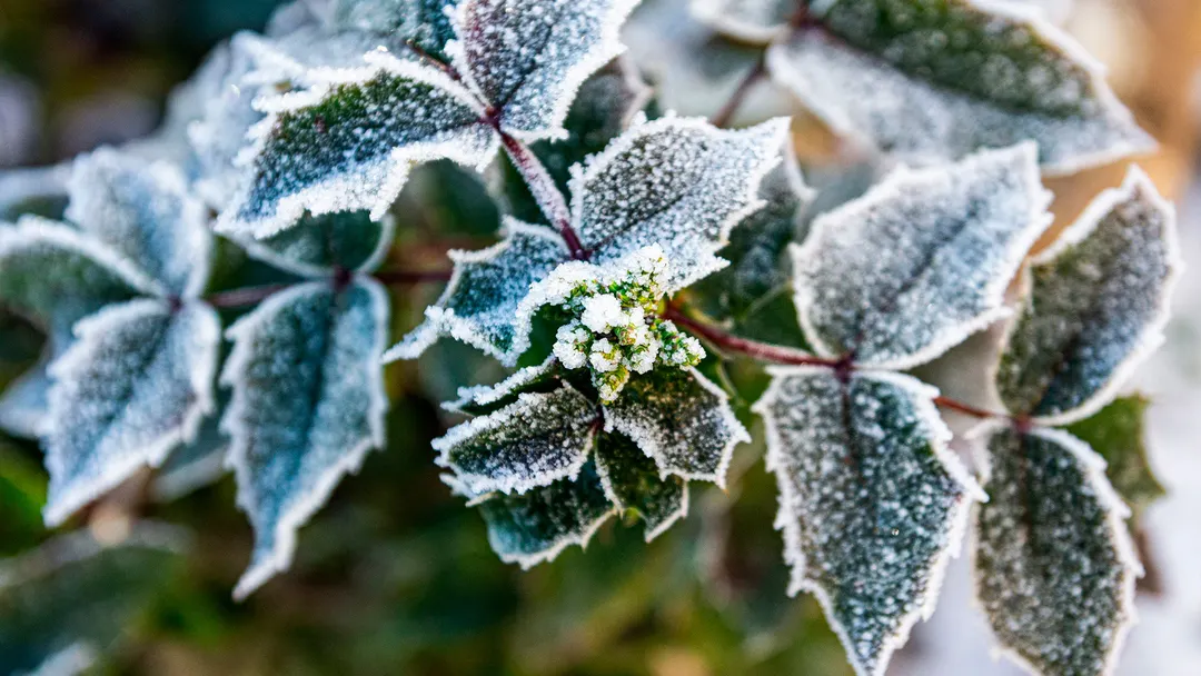 Los jardines mendocinos pueden aprovechar las heladas para fortalecer especies adaptadas al clima local.  