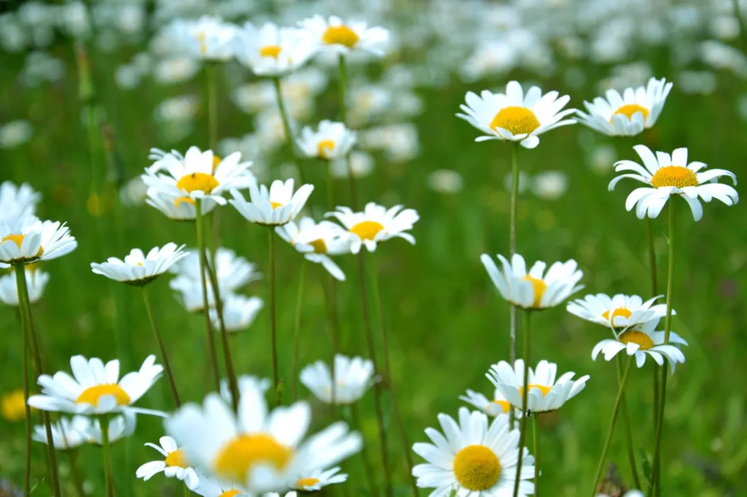 La margarita es una de las plantas más resistentes del jardín. Foto: Unsplash