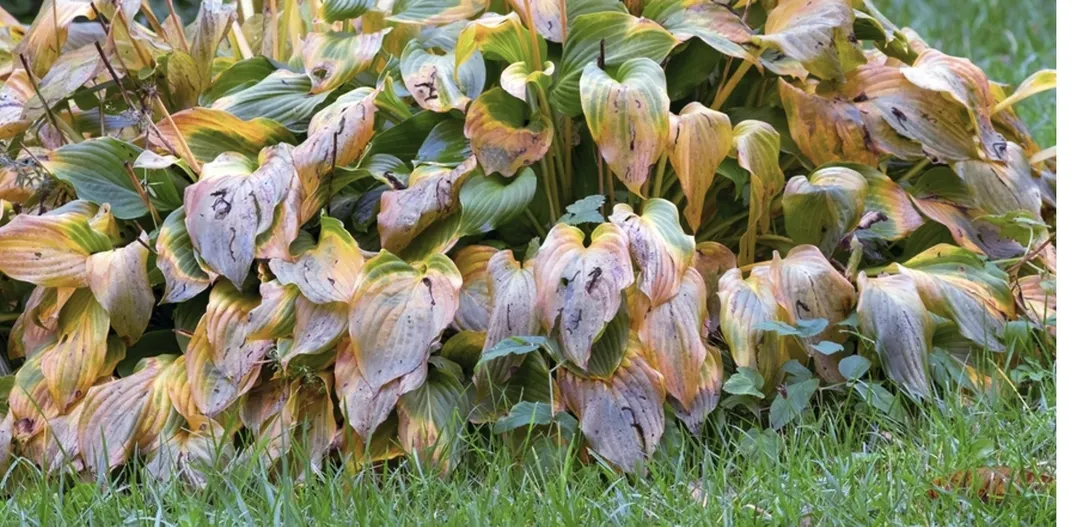 El truco del jardín para ayudar a las plantas. Foto: Shutterstock