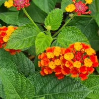 Tres plantas que garantizan mariposas en tu casa toda la temporada