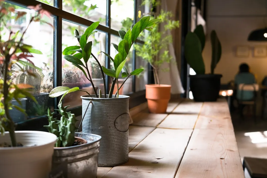 PLANTAS DE INTERIOR Foto: SHUTTERSTOCK