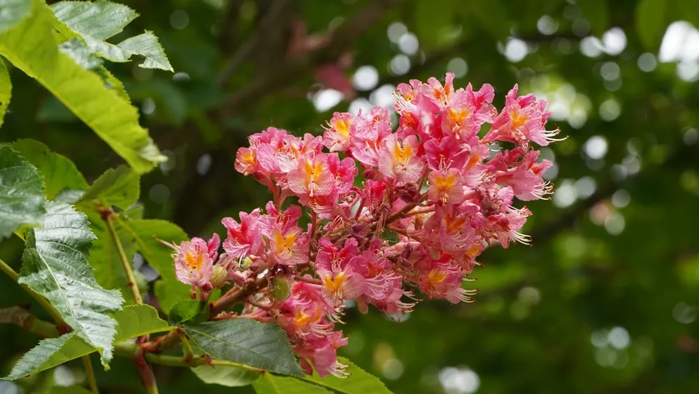 El castaño de Indias rojo es un árbol ornamental que requiere mucho riego durante el verano.