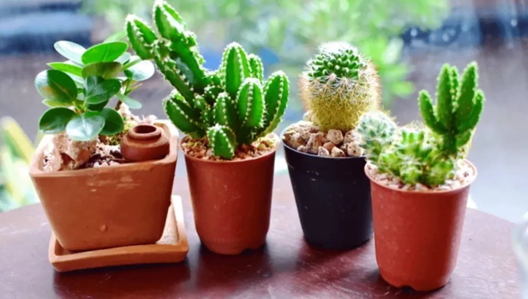 Un truco para mantener tu jardín siempre hermoso es elegir plantas fáciles de cuidar.