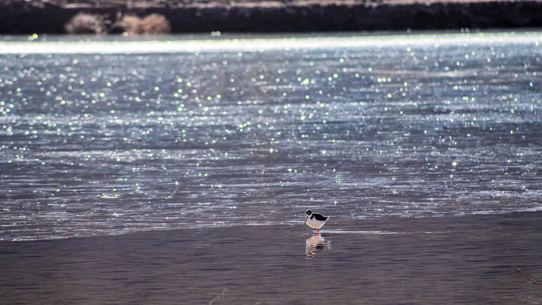 Un pájaro sediento tomando agua del Dique Potrerillos congelado