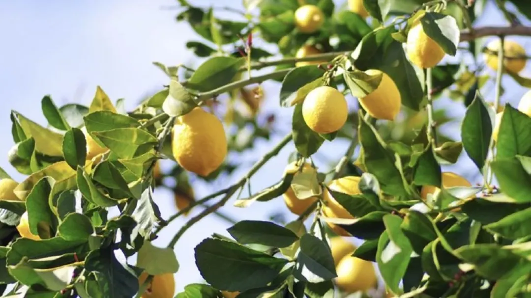 La primavera activa el ciclo fértil del limonero: es el momento de intervenir para lograr una cosecha abundante. Foto: Shutterstock
