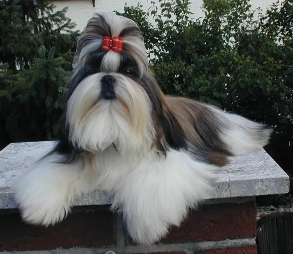 El Shih Tzu se adapta perfectamente a la vida en interiores gracias a su temperamento dulce. Foto: Archivo