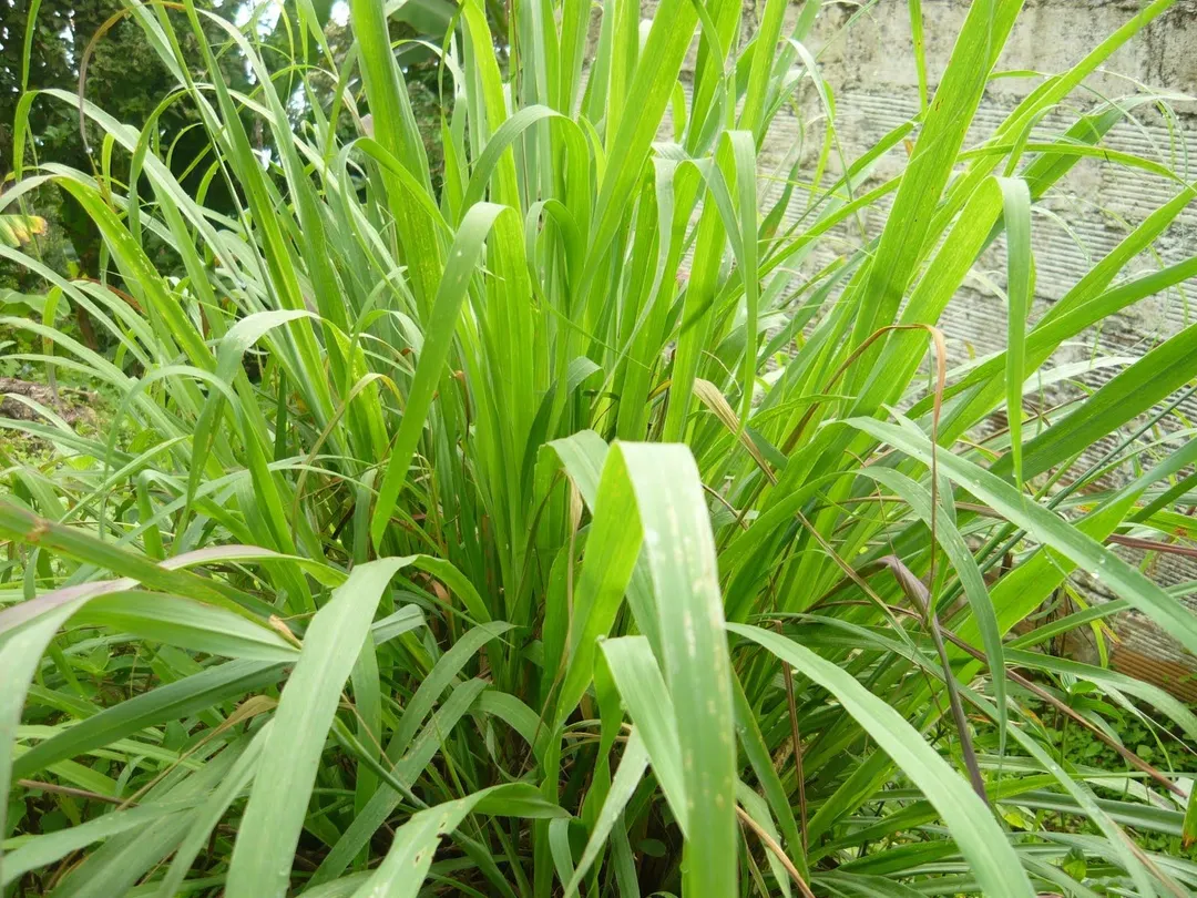 La citronella es una aliada para ahuyentar y combatir a los mosquitos de tu jardín Foto: Plantas medicinales