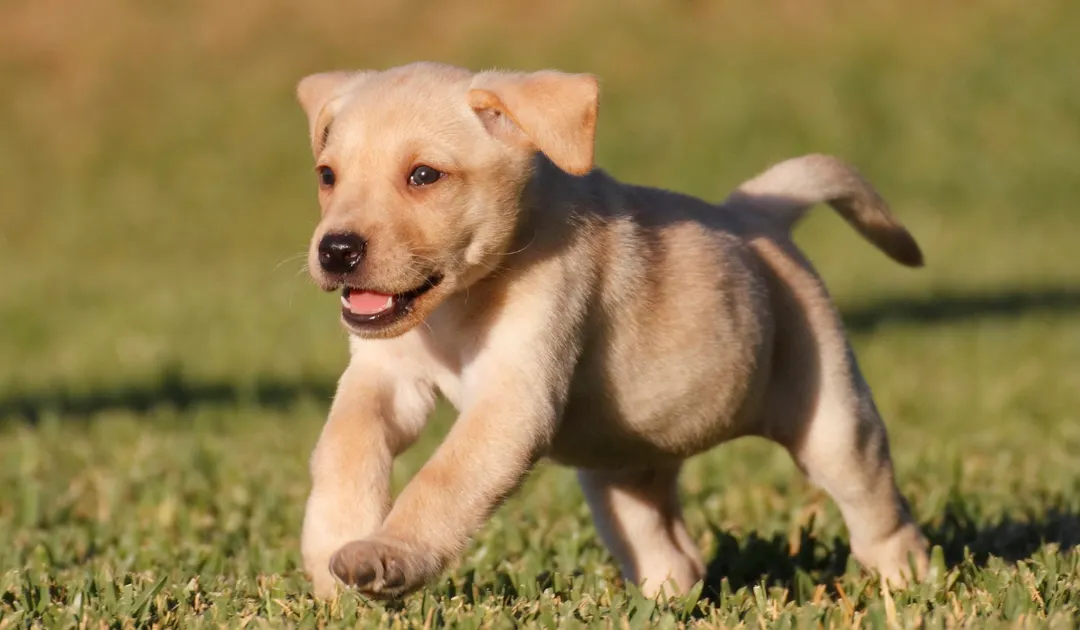Los tips de medios especializados para cuidar a un perro.