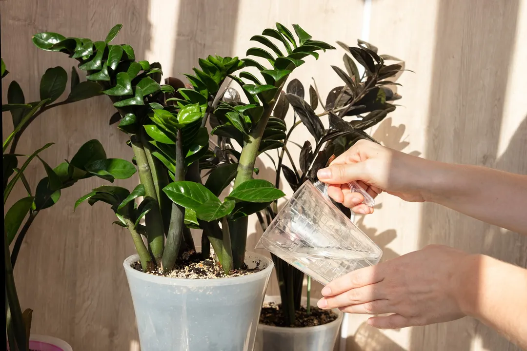 Una planta todoterreno. 