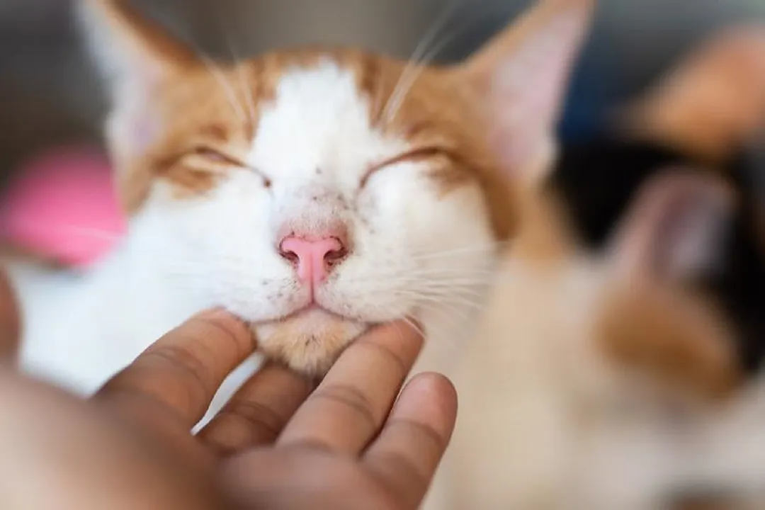 Qué hacer para convertirte en la persona favorita de tu gato. Foto: Experto Animal