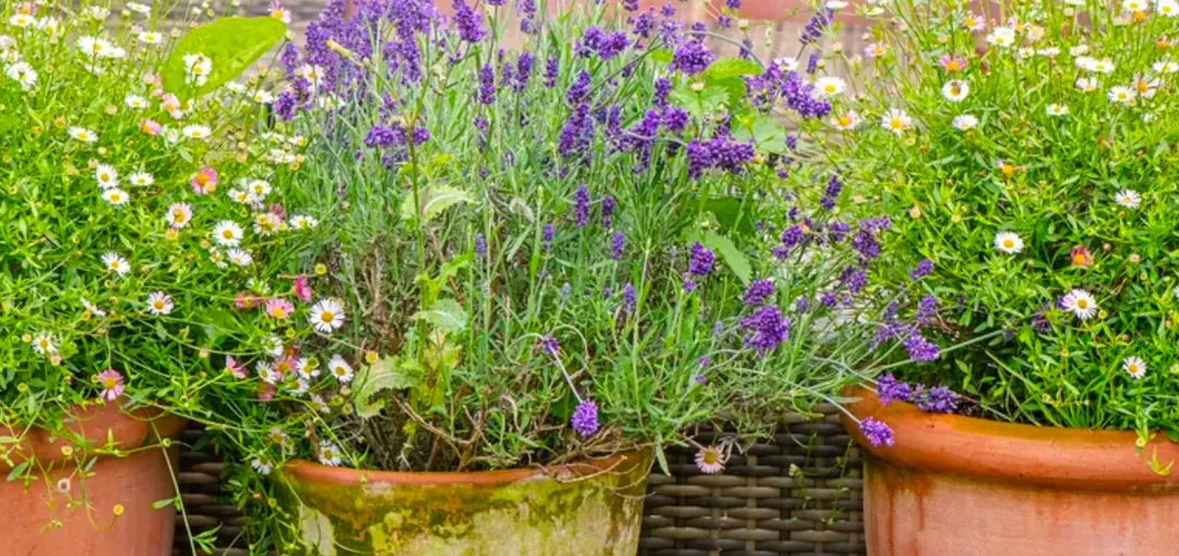Cuando se trata de lavanda, hay muchas plantas que son adecuadas para acompañarla. Foto: Jacky Parker - homesandgardens