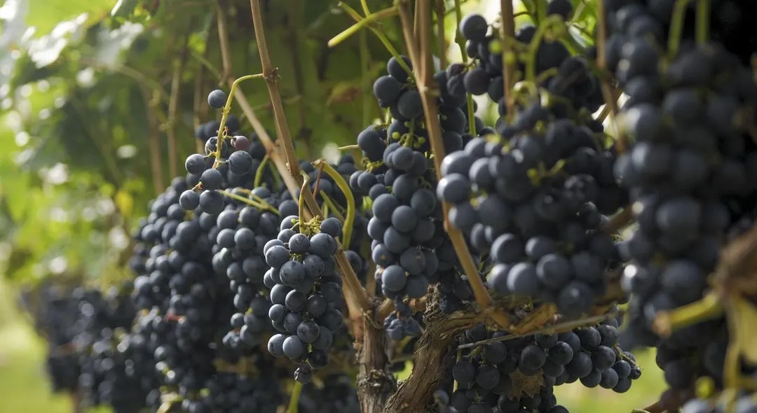 Argentina es el único país en el mundo que declaró al vino como bebida nacional.