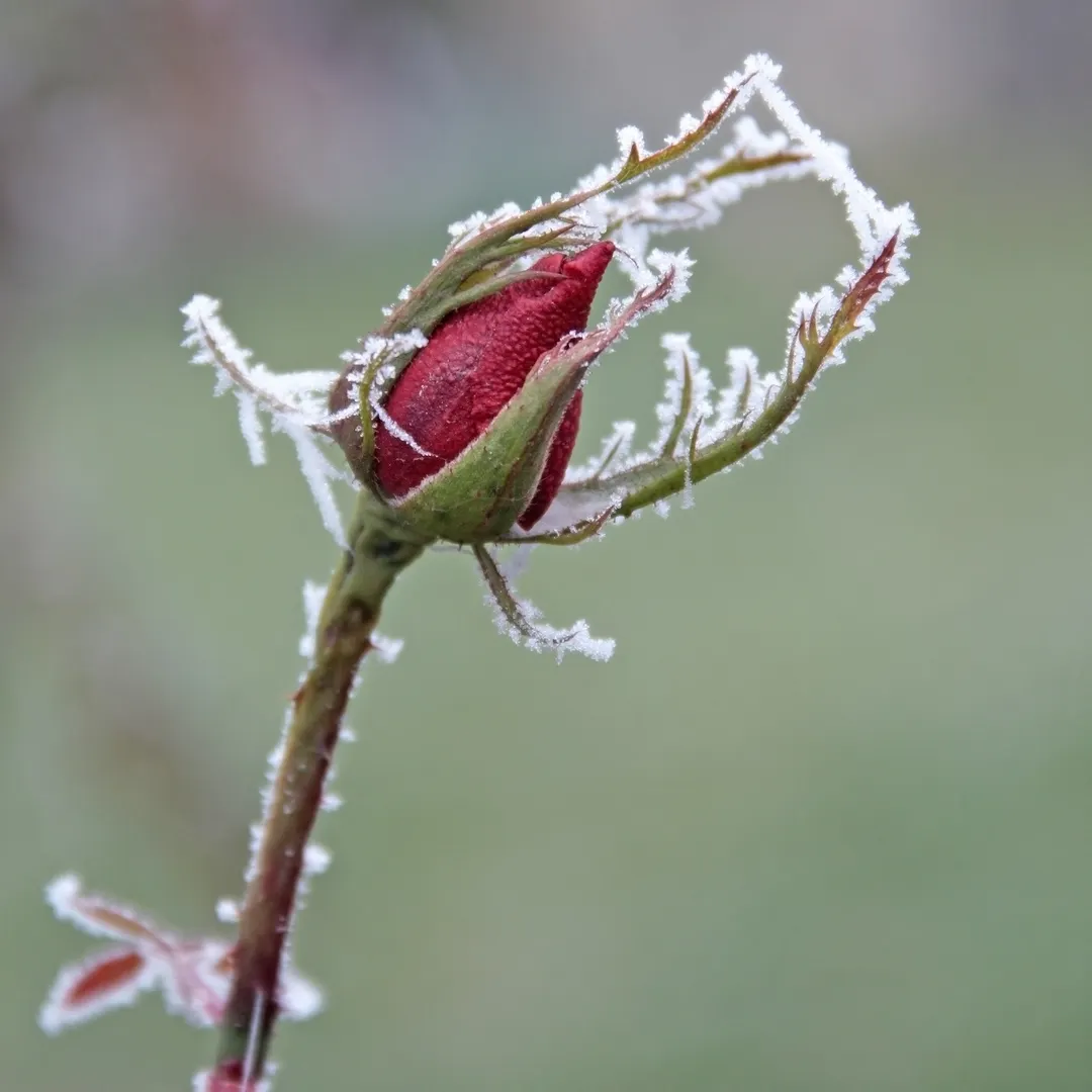 Si esperas hasta que las primeras heladas ya hayan marcado con escarcha, el daño puede ser más difícil de revertir en las plantas.
