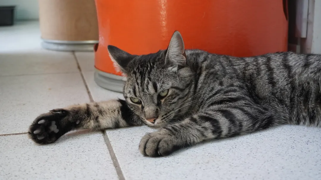Juguetes, feromonas y zonas seguras: todo lo que tu gato necesita para estar tranquilo cuando no estás. Foto: Archivo