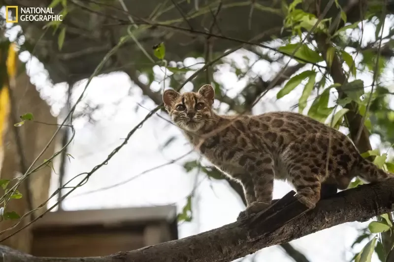 En primer momento se consideró que el ejemplar podía pertenecer a una especie de gato tigre ya conocida en Brasil.