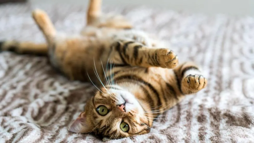 Los gatos suelen buscar la cercanía de sus dueños, especialmente durante los días más fríos.