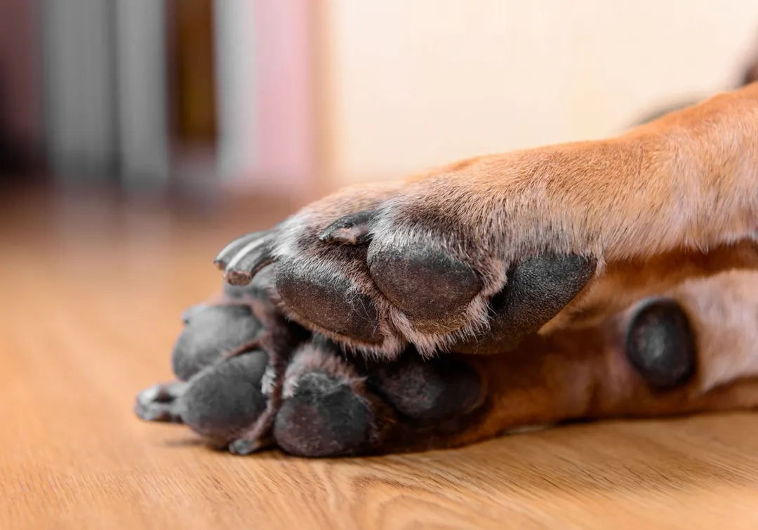 Revisar las patitas después de cada paseo permite detectar heridas o ampollas. Foto: Archivo  