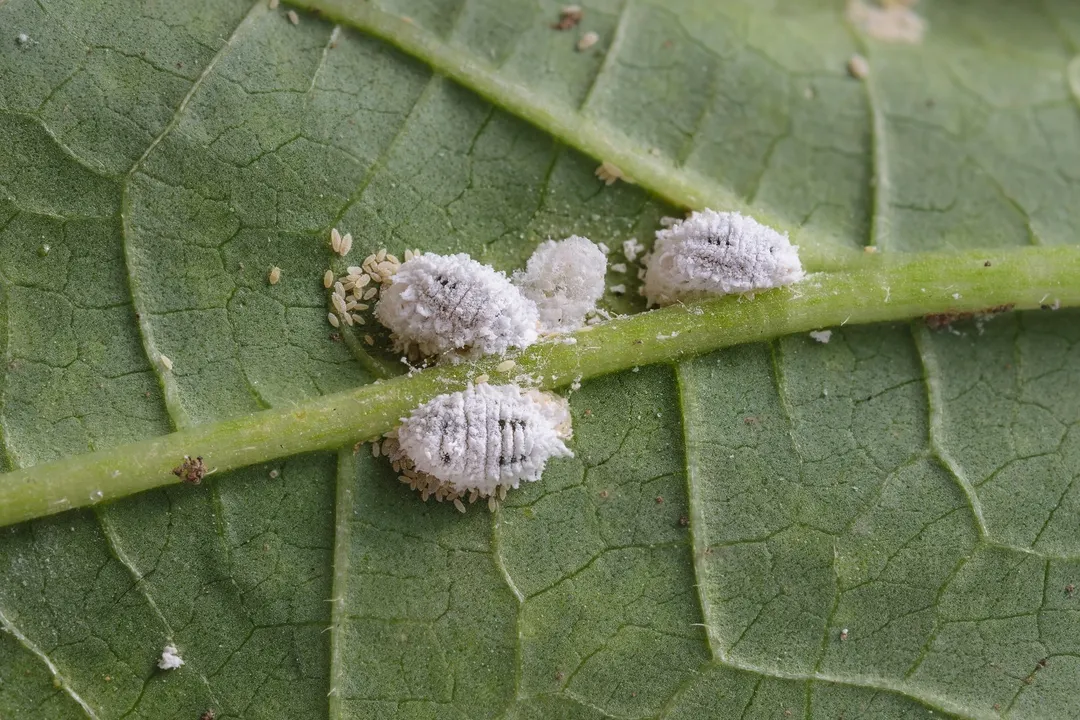 El vinagre blanco, aplicado con cuidado, protege el limonero de plagas como pulgones, cochinillas y hongos. Foto: SHUTERSTOCK