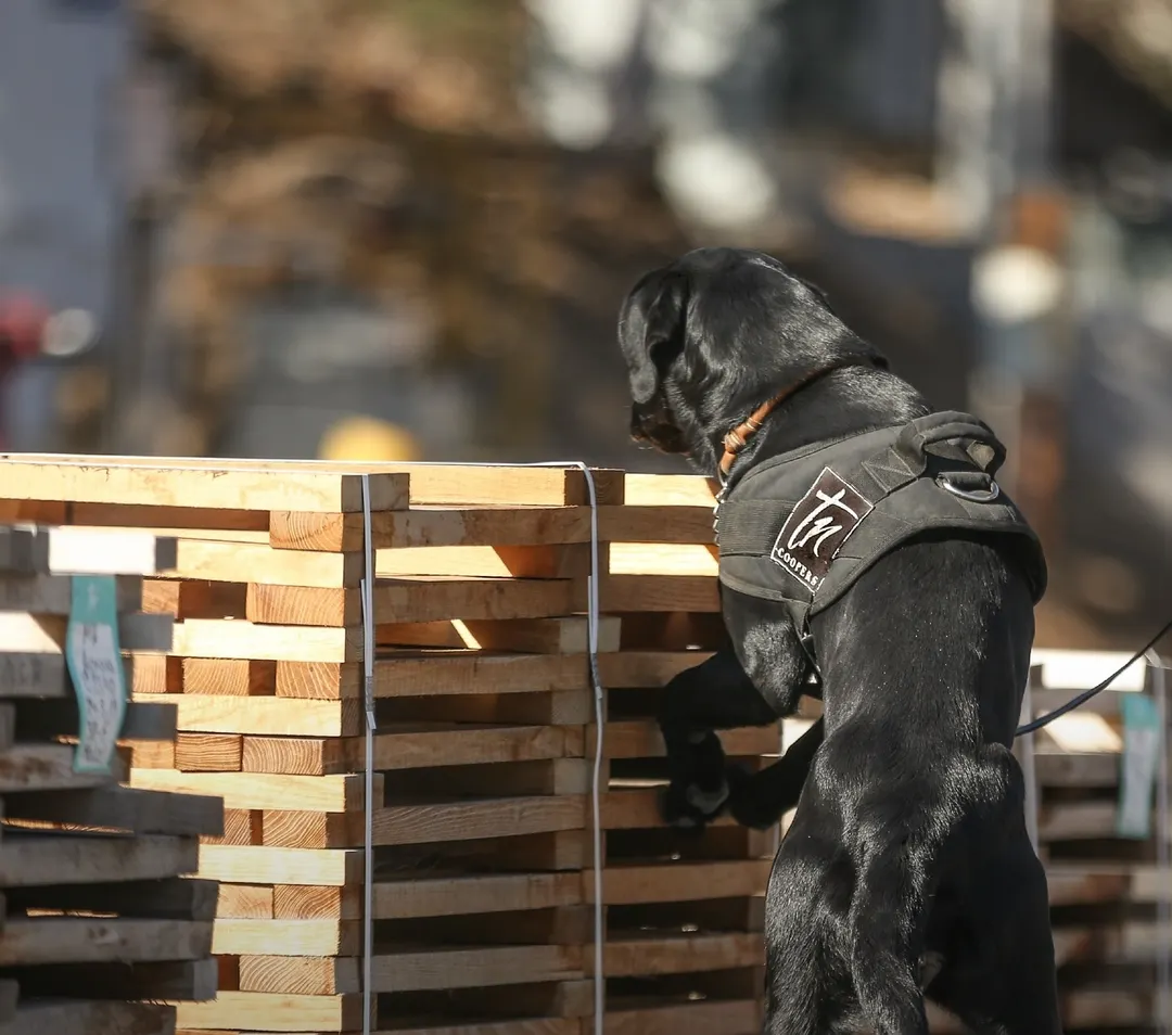 TN Coopers desplegó su escuadrón canino en Mendoza para detectar contaminantes en bodegas y preservar la calidad del vino.