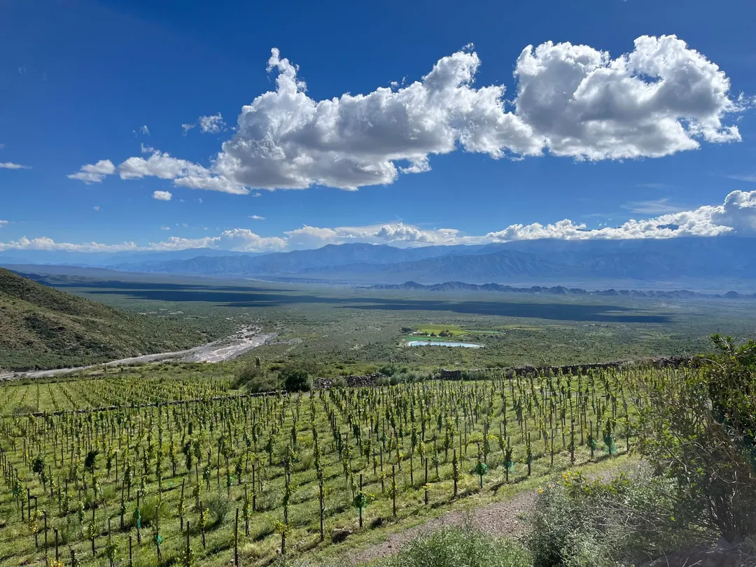 Un paisaje virgen en Salta para cultivar vinos. Gentileza