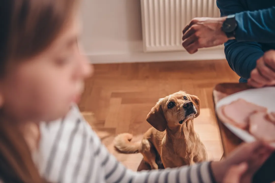 En el caso de que el mal aliento sea persistente o vaya acompañado de babeo o dificultad para comer, se recomienda acudir al veterinario. Foto: SHUTERSTOCK