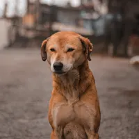 Qué necesitan los perros callejeros para adaptarse a una familia y por qué son los mejores