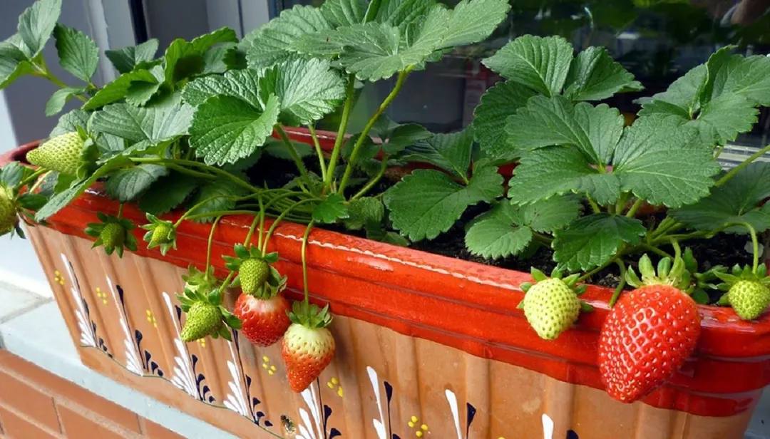 Las frutillas son ideales para macetas pequeñas, siempre que el sustrato sea rico en nutrientes. Foto: Infocampo
