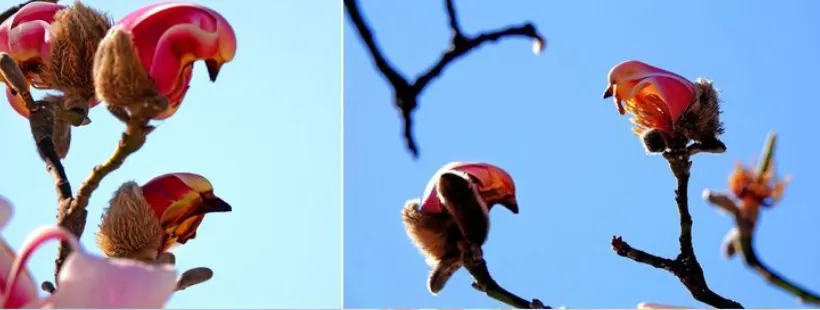 La planta cuya flor parece un ave. Fuente: Pinterest.