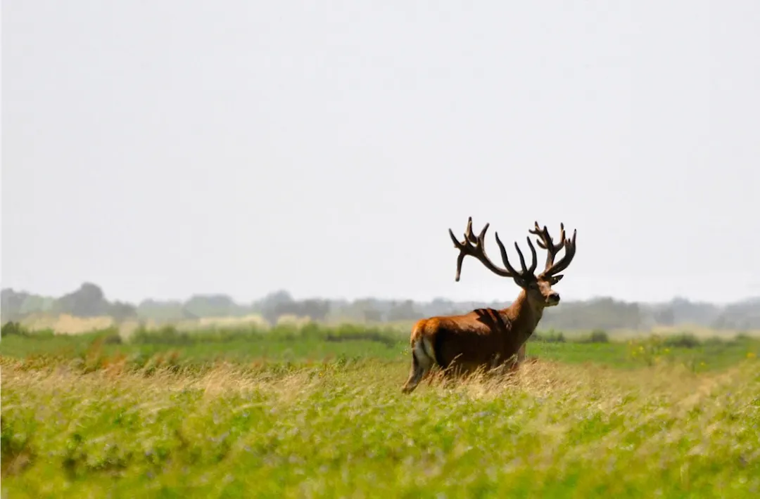 La habilitación de cotos en Mendoza reabrió interrogantes sobre cómo se controla la fauna invasora y qué rol cumplen estos establecimientos.