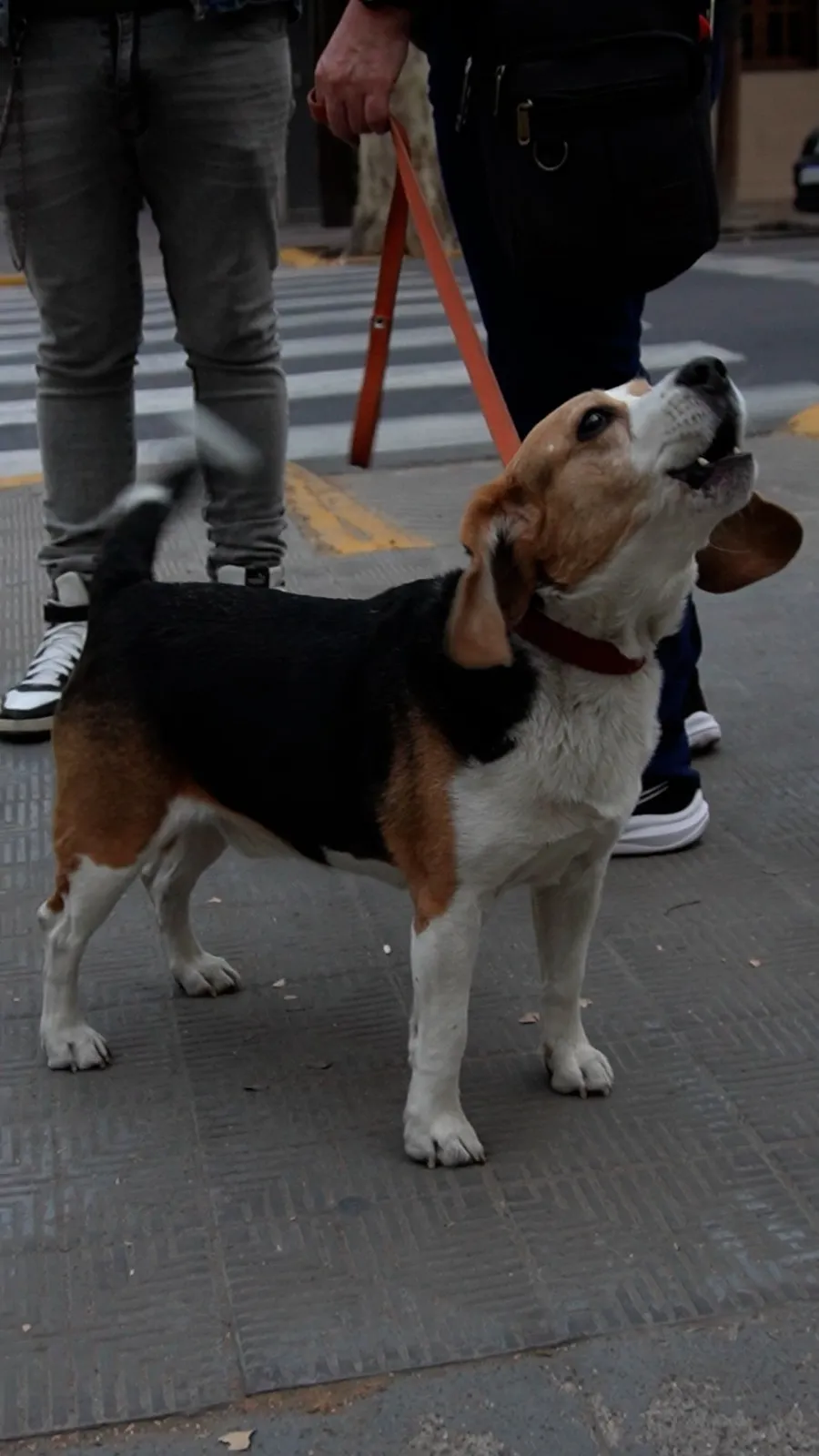 La protección animal impulsa la búsqueda de mayores controles a los establecimientos.