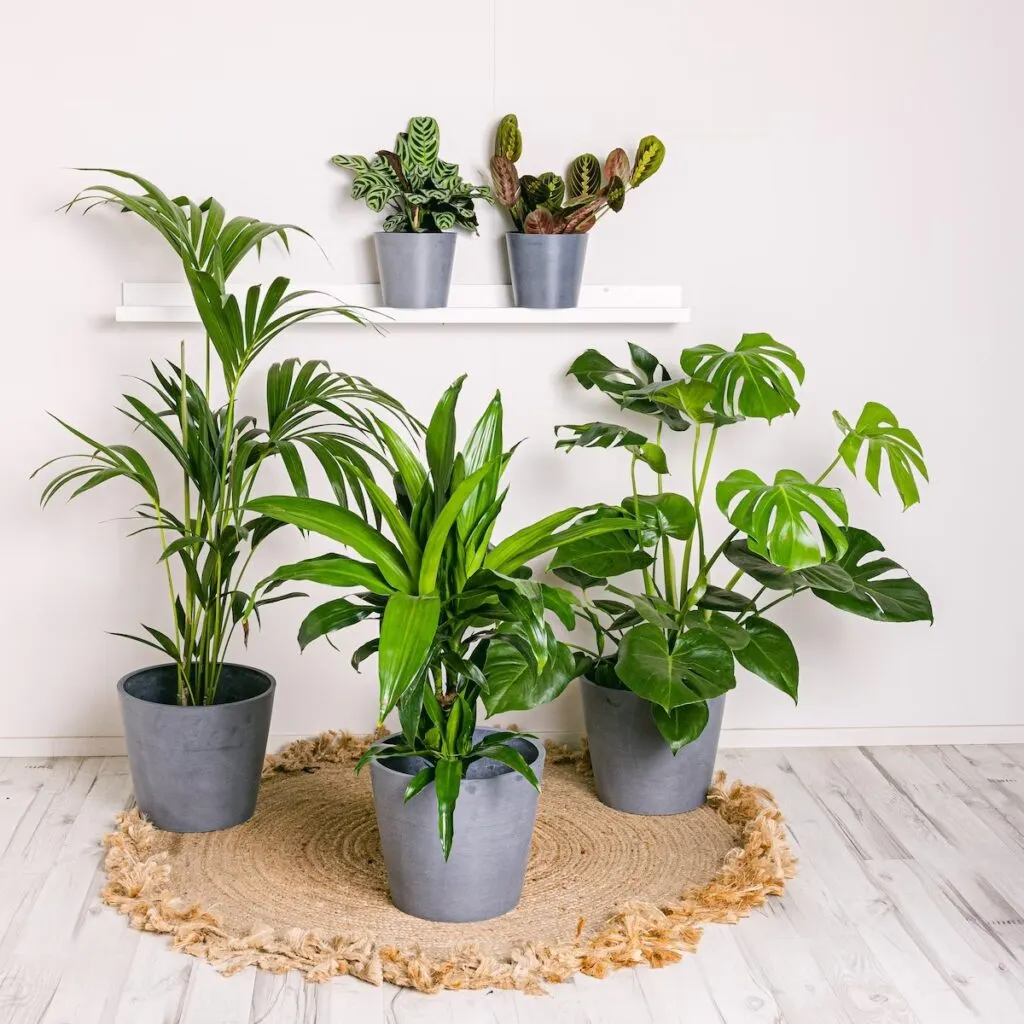 Plantas de interior que ayudan a mejorar la concentración y bajar el estrés. Foto: elblogdelatabla.com.