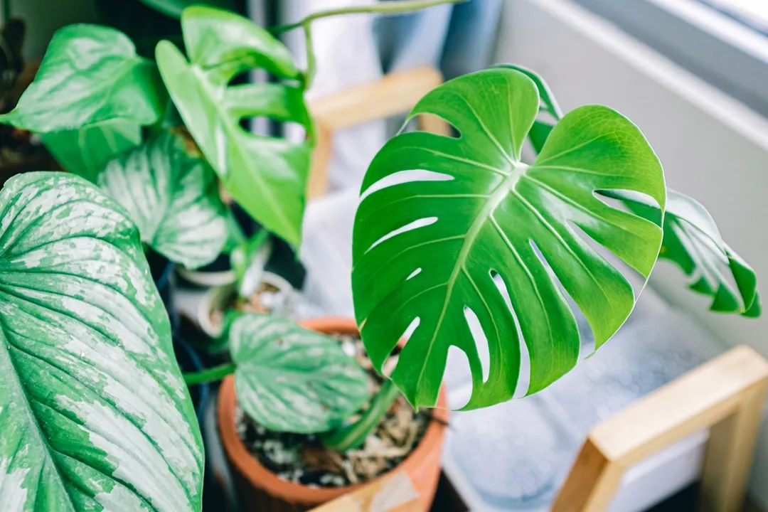 La monstera es una de las plantas ideales para el interior. Foto: Pexels
