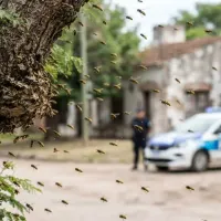 Murió un hombre tras ser atacado por avispas en Jujuy
