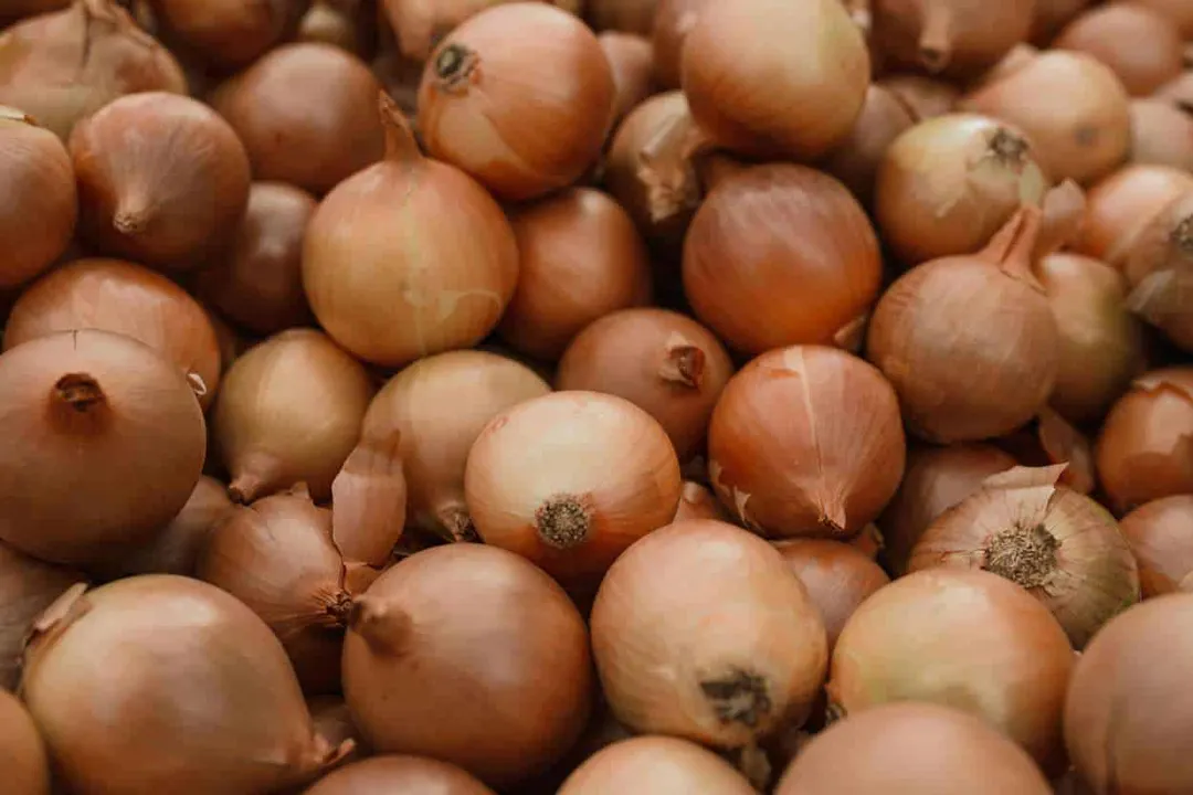 Cebolla