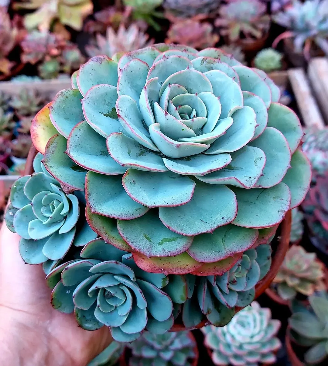 Suculentas.