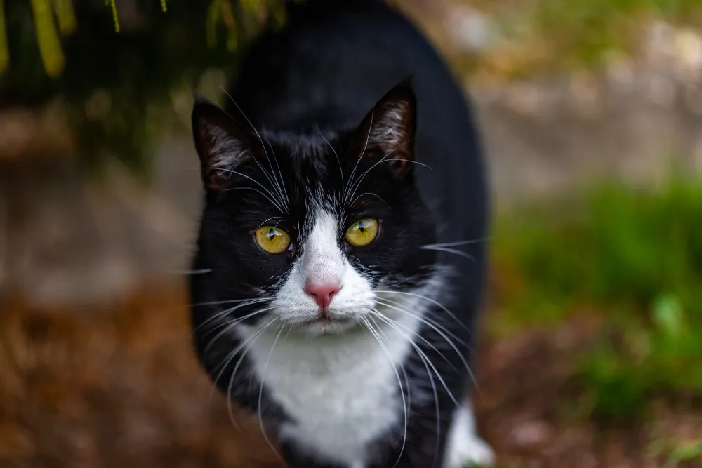 Gatos