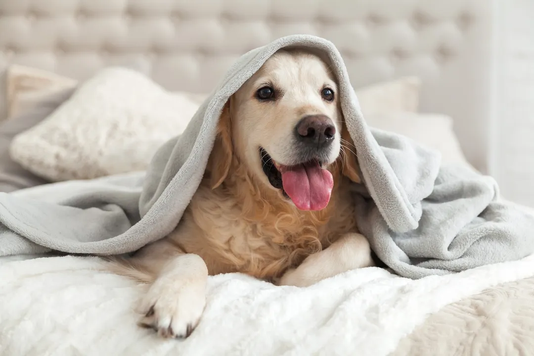 Abrigar a los perros no siempre es necesario, pero sí en casos puntuales. Foto: SHUTERSTOCK